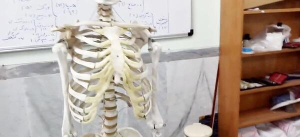 عکس اسکلت کامل انسان