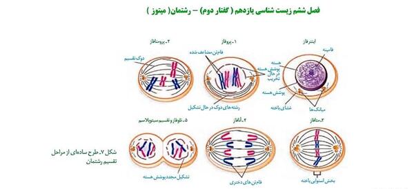 عکس اسکلت کامل انسان