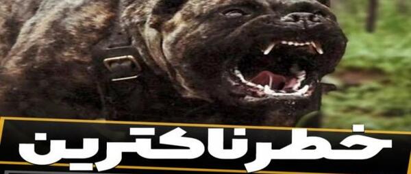 عکس ترسناک ترین سگ های دنیا