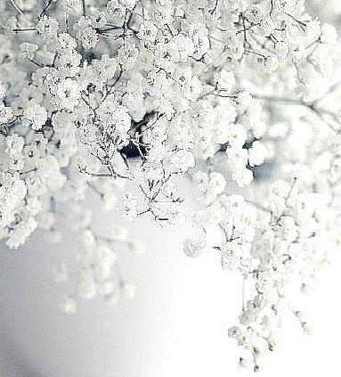 عکس سفید ساده برای تصویر زمینه