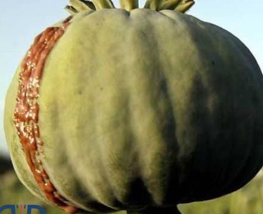 عکس تخمه تریاک