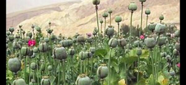 عکس تخمه تریاک
