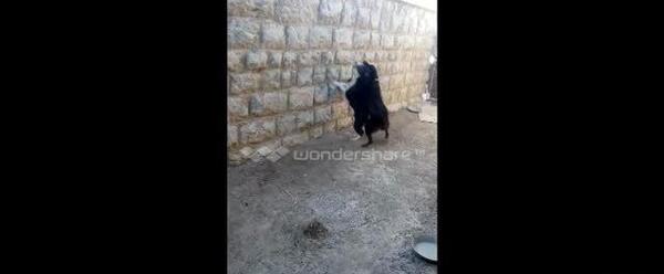 عکس سگ نگهبان فروشی