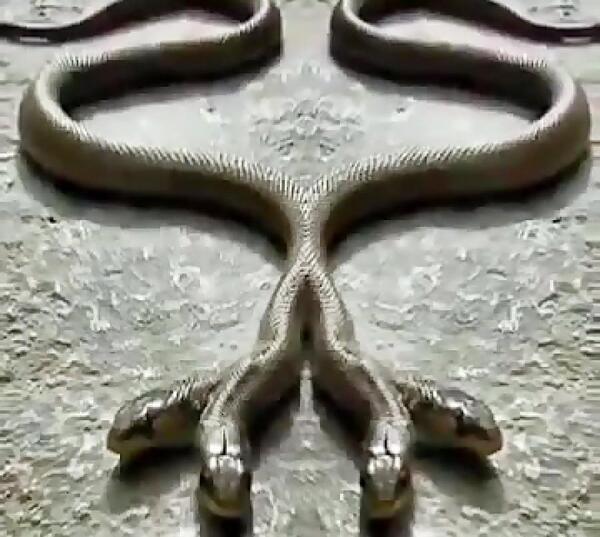عکس مار هزار سر