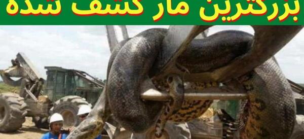 عکس مار هزار سر