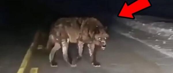 عکس گرگ در حال حمله