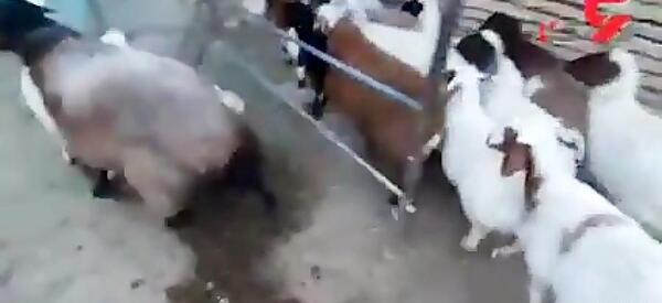 عکس گرگ در حال حمله