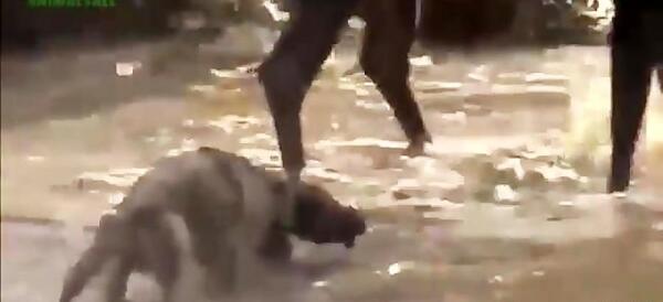 عکس گرگ در حال حمله
