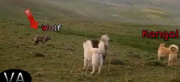 عکس گرگ در حال حمله