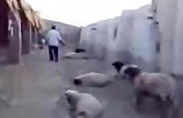 عکس گرگ در حال حمله