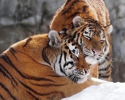 عکس ببر نر