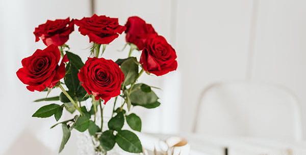 عکس گل رز لایه باز