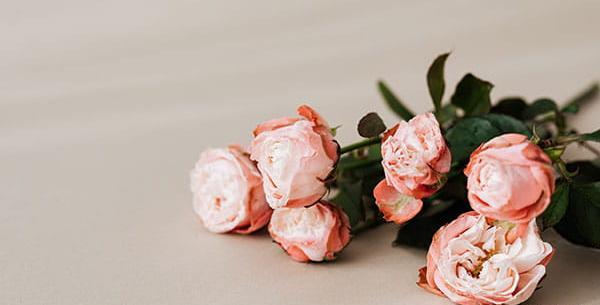 عکس گل رز لایه باز