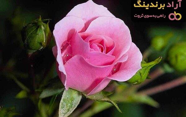 عکس عطر رز