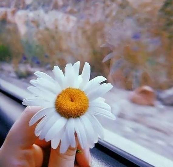 عکس گل نود