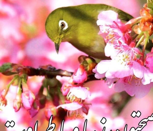 عکس نوشته سلام صبح بخیر امام حسینی