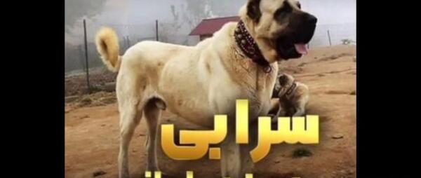 عکس سگ وحشی دنیا
