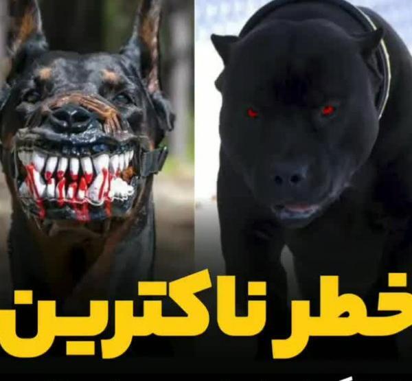 عکس سگ وحشی دنیا