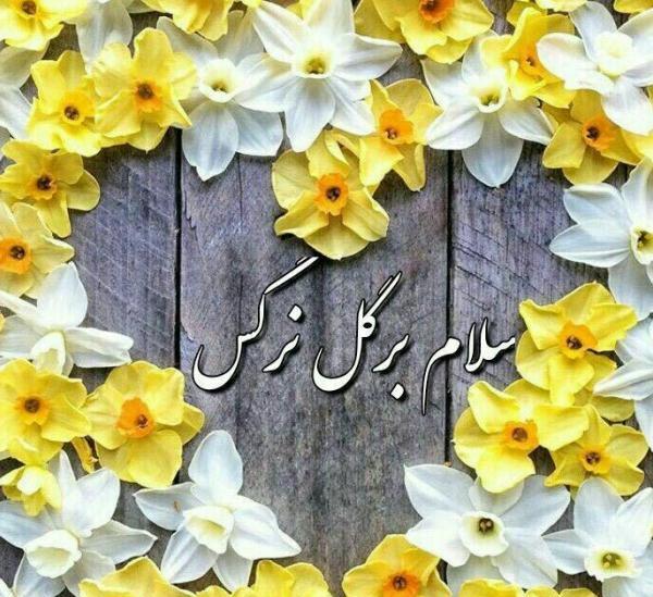 عکس گل نوشته نرگس