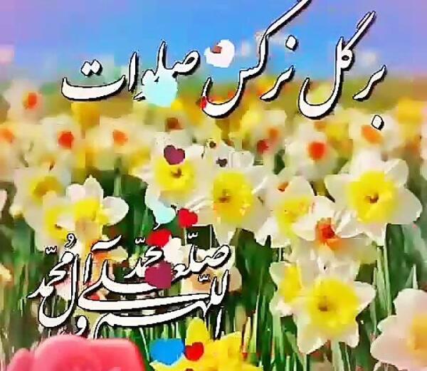 عکس گل نوشته نرگس