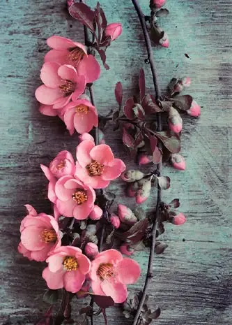 عکس گل طبیعی صورتی