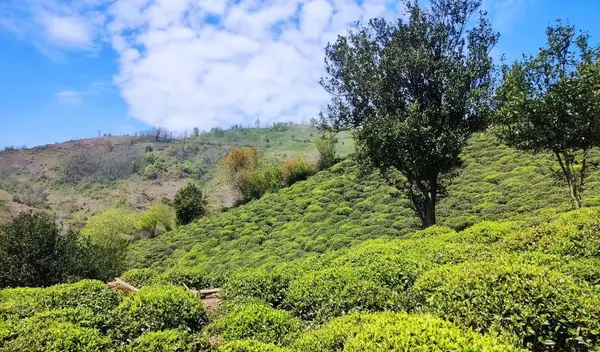 عکس ویلا شهرک غرب