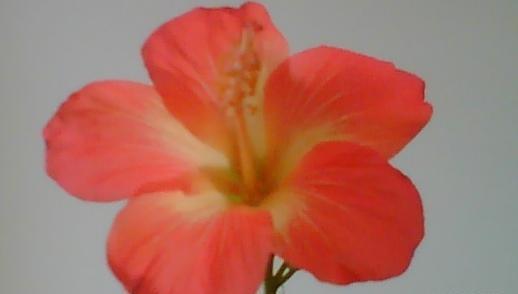 عکس گل رز ژاپنی