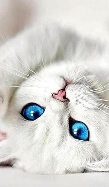 عکس پروفایل دختر گربه ای