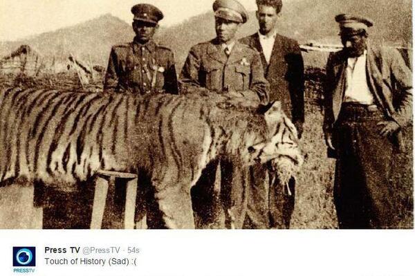 عکس ایران ببر