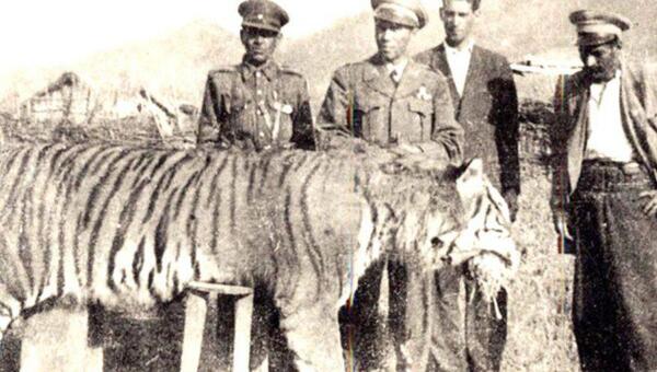 عکس ایران ببر