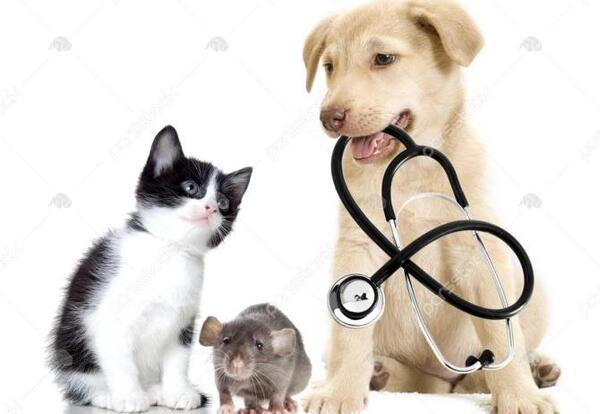 عکس موش و گربه کارتونی