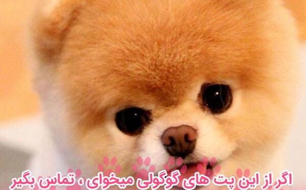 عکس سگ پامر فنجونی