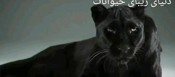 عکس پلنگ مشکی