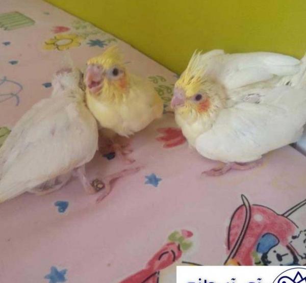 عکس غذای عروس هلندی جوجه