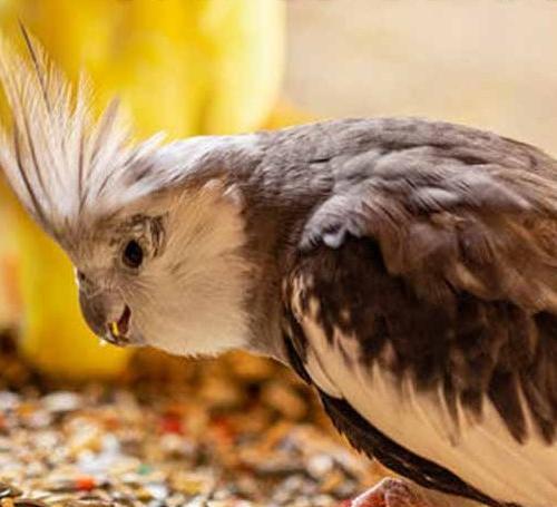 عکس غذای عروس هلندی جوجه