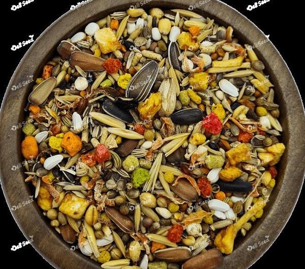 عکس غذای عروس هلندی جوجه