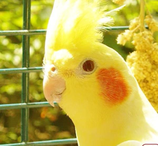 عکس غذای عروس هلندی جوجه
