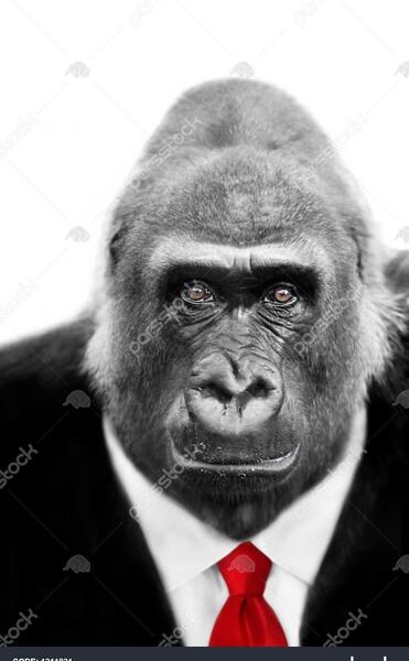 عکس میمون با کت شلوار