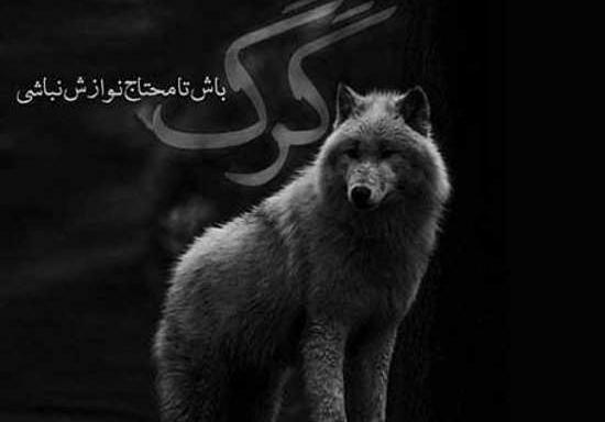 عکس نوشته فاز سنگین گرگ