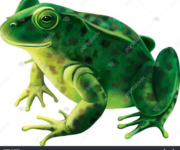 عکس قورباغه سبز