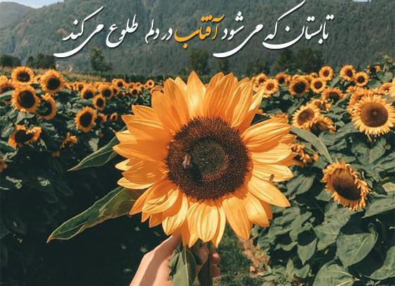 عکس نوشته صبح تابستانی بخیر