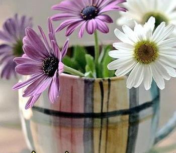 عکس نوشته صبح تابستانی بخیر
