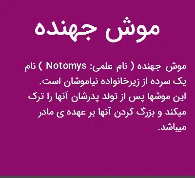 عکس موش جهنده