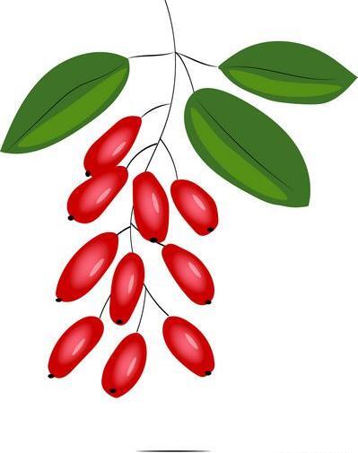 عکس لایه باز زرشک