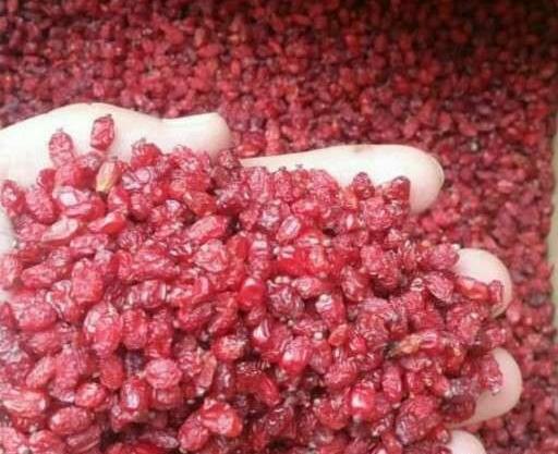 عکس لایه باز زرشک