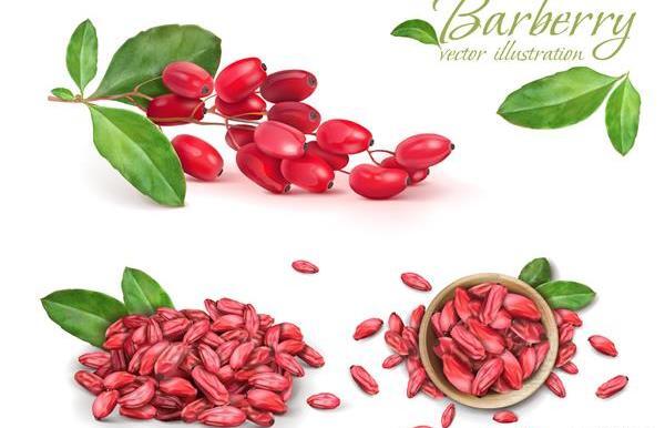 عکس لایه باز زرشک