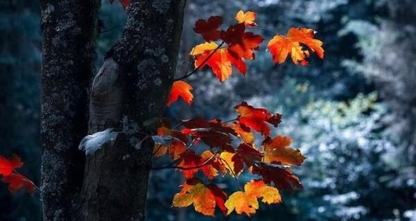 عکس نوشته طبیعت زیبای پاییزی
