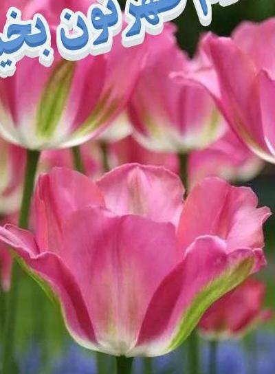 عکس ظهر بخیر روز شنبه