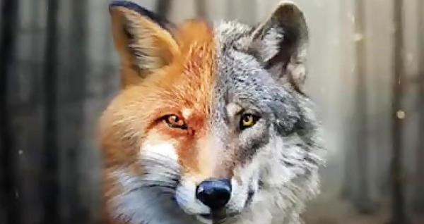 عکس گرگ روستایی