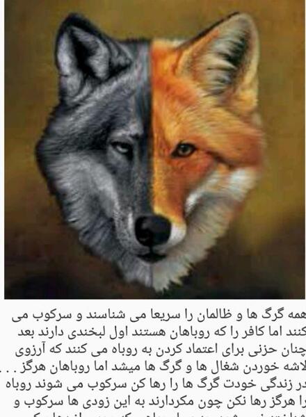 عکس گرگ روستایی